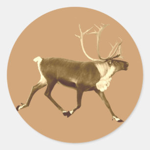 Bull Caribbean - Sepia Runder Aufkleber