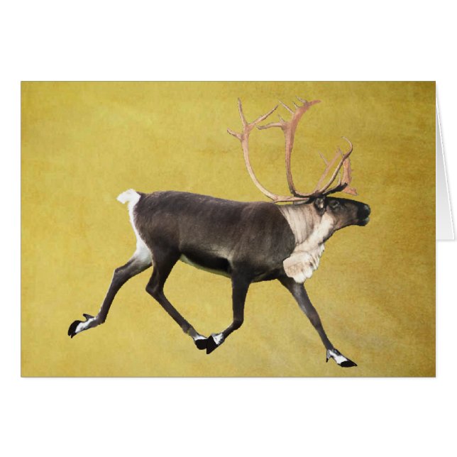 Bull Caribou (Devant horizontal)