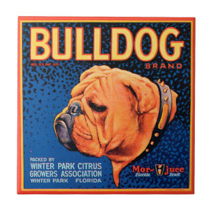 Bull Dog auf blauem Hintergrund Fliese