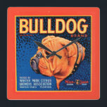Bull Dog auf blauem Hintergrund Quadratische Wanduhr<br><div class="desc">Ein Vintages Kratetikett,  das einen Bulldog mit einem blauen gemusterten Hintergrund und einem orangefarbenen Rand illustriert. Wählen Sie diesen Kunstdruck auf Ihrem Zazzle-Produkt heute.</div>