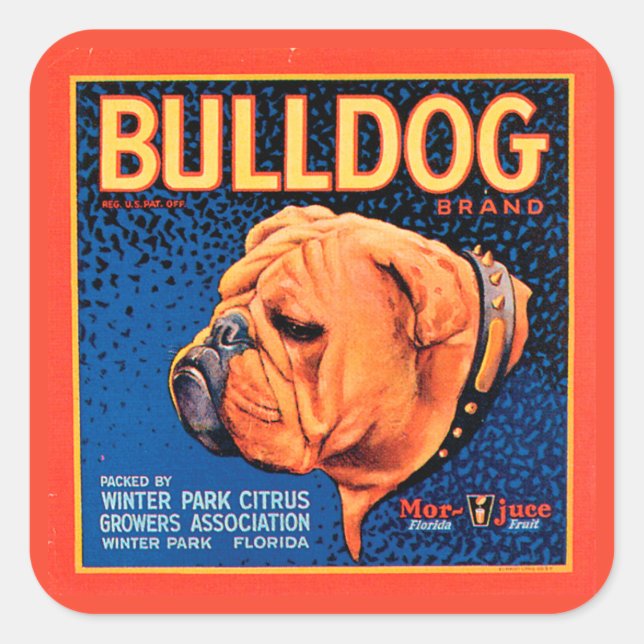 Bull Dog auf blauem Hintergrund Quadratischer Aufkleber (Vorderseite)