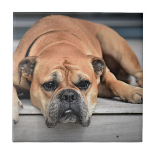 Bull Dog Fliese