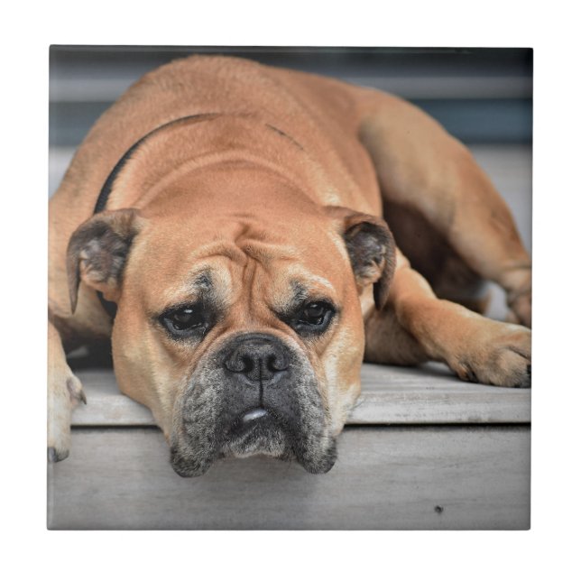 Bull Dog Fliese (Vorderseite)