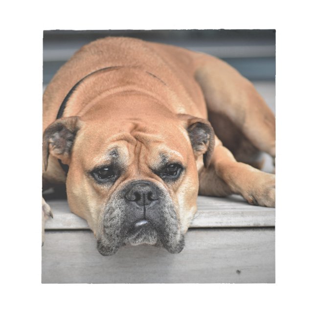 Bull Dog Notizblock (Vorderseite)