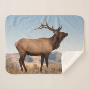Bull-Elch bei Mammoth   Wyoming Sherpadecke