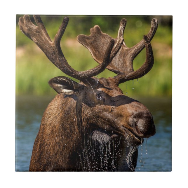 Bull-Elch fütternd im Glacier-Nationalpark Fliese (Vorderseite)