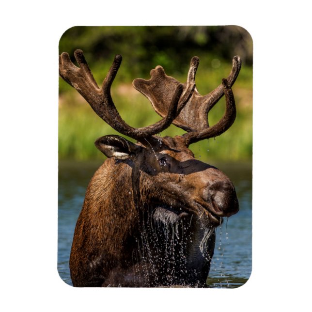 Bull-Elch fütternd im Glacier-Nationalpark Magnet (Vertikal)