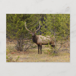 Bull-Elch   Im Yellowstone-Nationalpark Postkarte