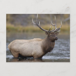 Bull-Elch überquert Fluss Yellowstone-Nationalpa Postkarte