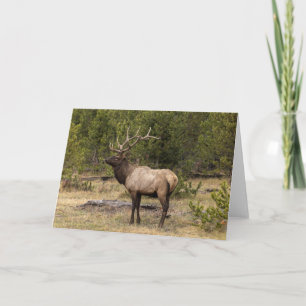 Bull-Elch Yellowstone National Park, Wyoming Karte