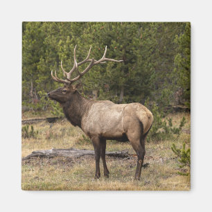 Bull-Elch Yellowstone National Park, Wyoming Magnet