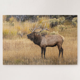 Bull-Elch Yellowstone-Nationalpark