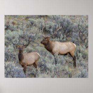 Bull-Elch Yellowstone-Nationalpark, Wyoming Poster