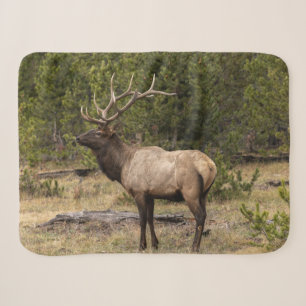 Bull-Elch Yellowstone-Nationalpark, Wyoming Sherpadecke