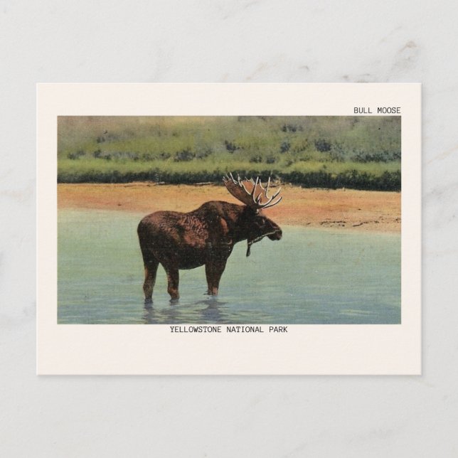 Bull Elche im Yellowstone Nationalpark Postcard Postkarte (Vorderseite)