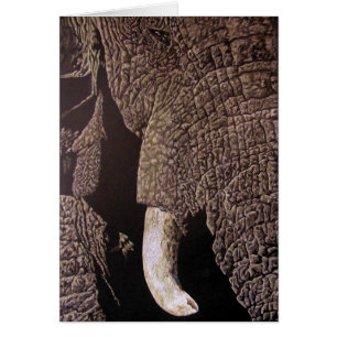 Bull Elephant