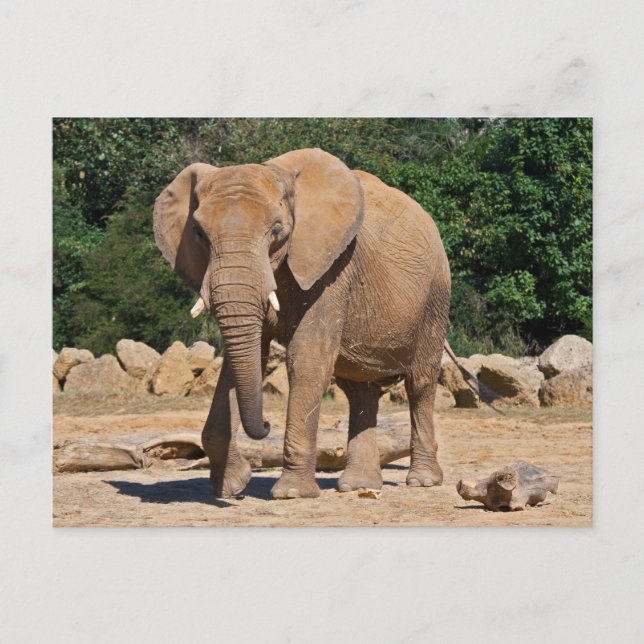 Bull Elephant Postcard Postkarte (Vorderseite)
