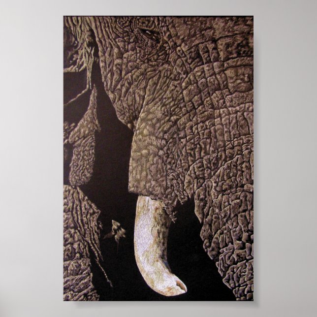 Bull Elephant Poster (Vorne)