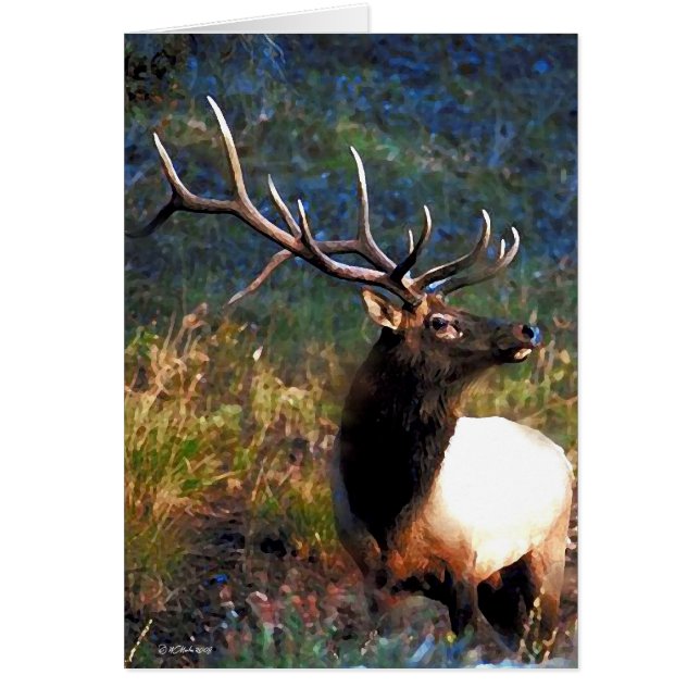 Bull Elk (Vorne)