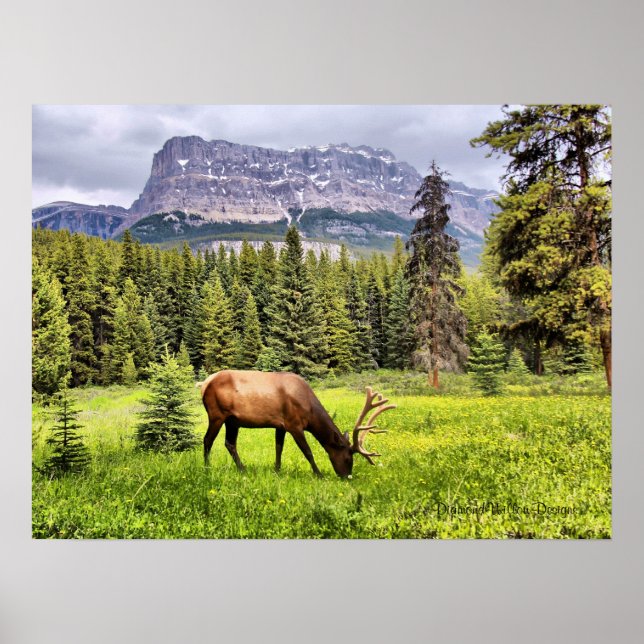 Bull Elk am Burg Banca del Gottardo Poster (Vorne)