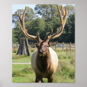 Bull Elk avec d'énormes bois sur affiche 8"x10"