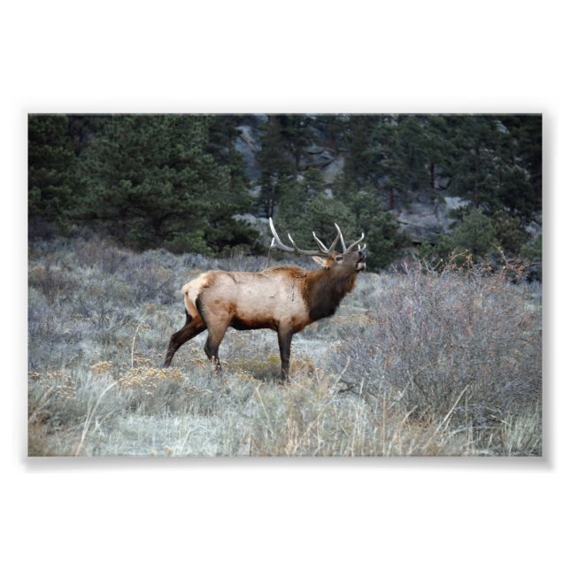 Bull Elk Bugling, Estes Park, Colorado Fotodruck (Vorne)