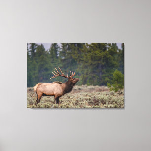 Bull Elk Bugling in den Tetons Leinwanddruck