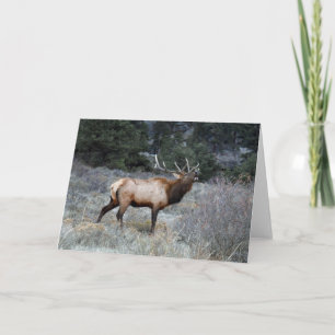 Bull Elk Bugling Karte