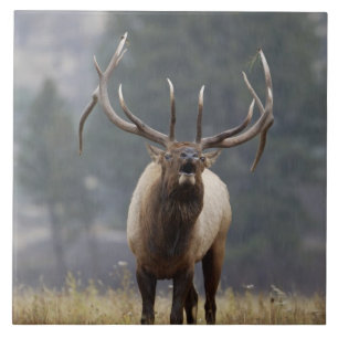 Bull Elk bugling, Yellowstone NP, Wyoming 2 Fliese