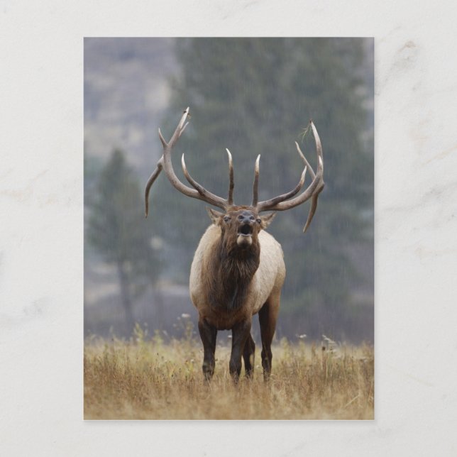 Bull Elk bugling, Yellowstone NP, Wyoming 2 Postkarte (Vorderseite)