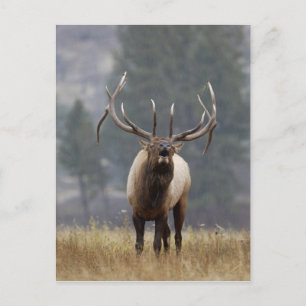 Bull Elk bugling, Yellowstone NP, Wyoming 2 Postkarte