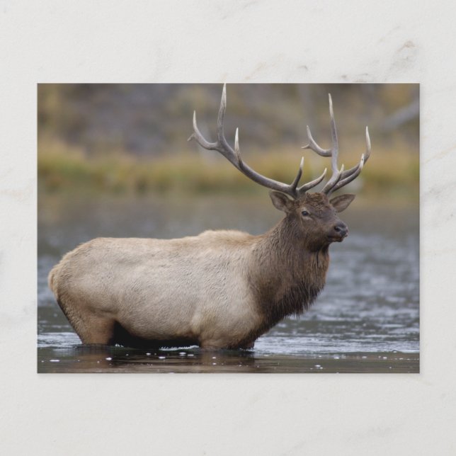Bull Elk Crossing | Yellowstone-Nationalpark Postkarte (Vorderseite)