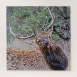 Bull Elk hält seine Zunge heraus