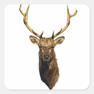 Bull Elk Head Tierart Wildtiere Quadratischer Aufkleber