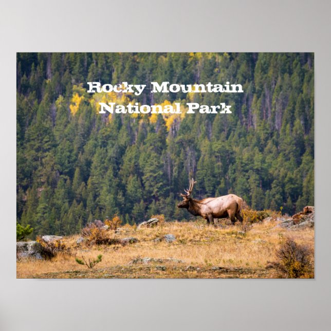 Bull Elk im Rocky Mountain National Park Foto Poster (Vorne)