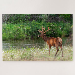 Bull Elk in der National Bison Range, Montana