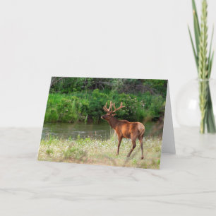 Bull Elk in der National Bison Range, Montana Karte