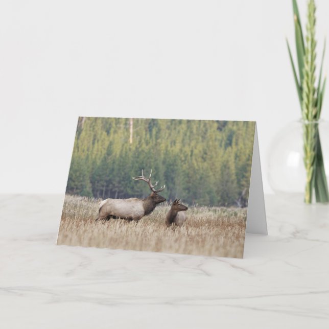 Bull Elk in Meadow | Yellowstone-Nationalpark Karte (Vorderseite)