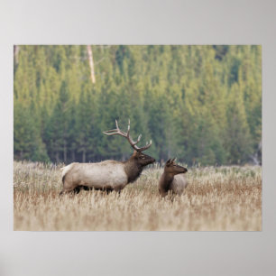 Bull Elk in Meadow Yellowstone-Nationalpark Poster