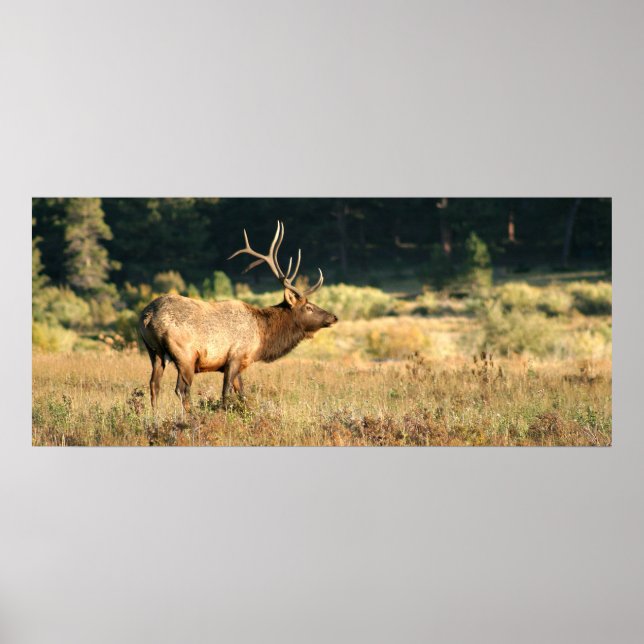 Bull Elk in Rocky Mountian National Park Poster (Vorne)