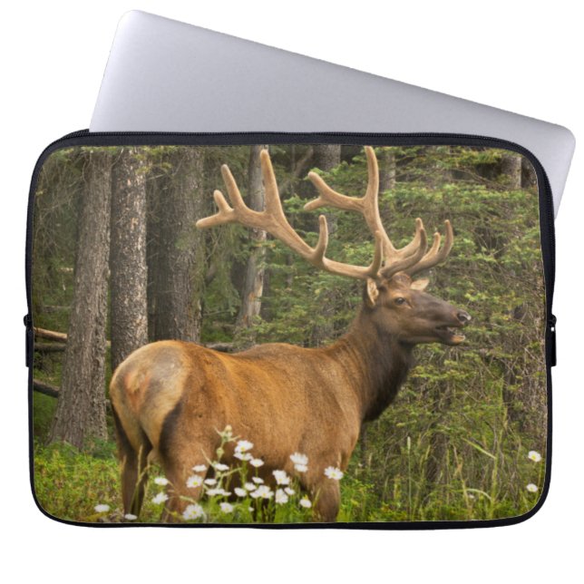 Bull elk in samvet, Kanada Laptopschutzhülle (Vorderseite)