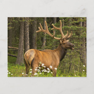 Bull elk in samvet, Kanada Postkarte