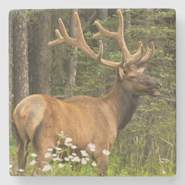 Bull elk in samvet, Kanada Steinuntersetzer (Vorderseite)