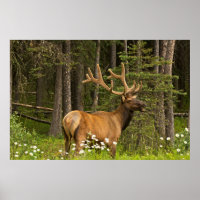 Bull elk in velvet, Canada