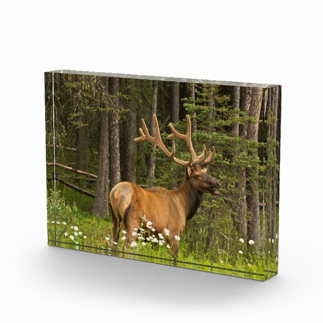 Bull Elk in Velvet, Kanada Fotoblock (Rechts)