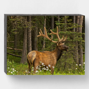 Bull Elk in Velvet, Kanada Holzkisten Schild