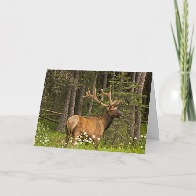 Bull Elk in Velvet, Kanada Karte (Vorderseite)