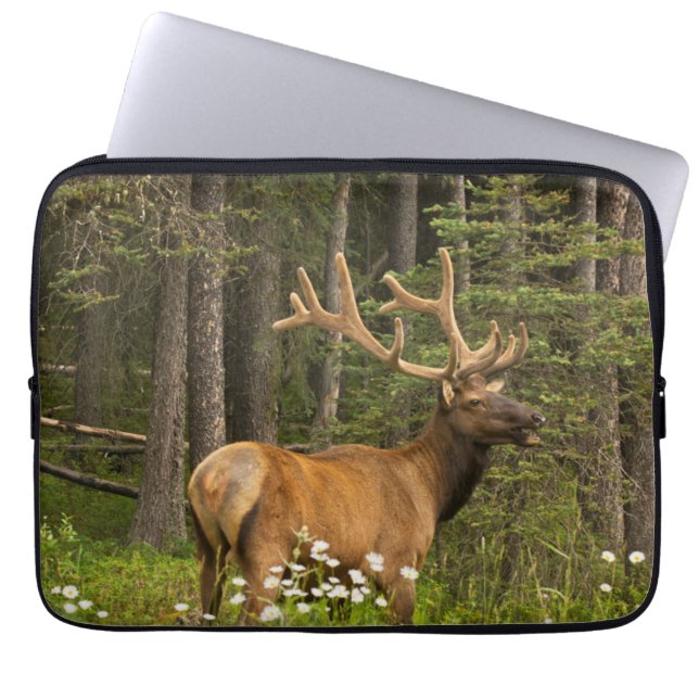 Bull Elk in Velvet, Kanada Laptopschutzhülle (Vorderseite)
