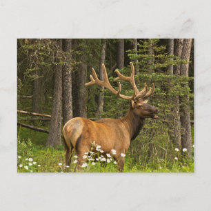 Bull Elk in Velvet, Kanada Postkarte