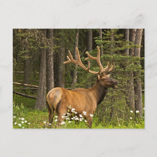 Bull Elk in Velvet, Kanada Postkarte (Vorderseite)